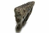 Fossil Woolly Mammoth Molar - Siberia #259879-3